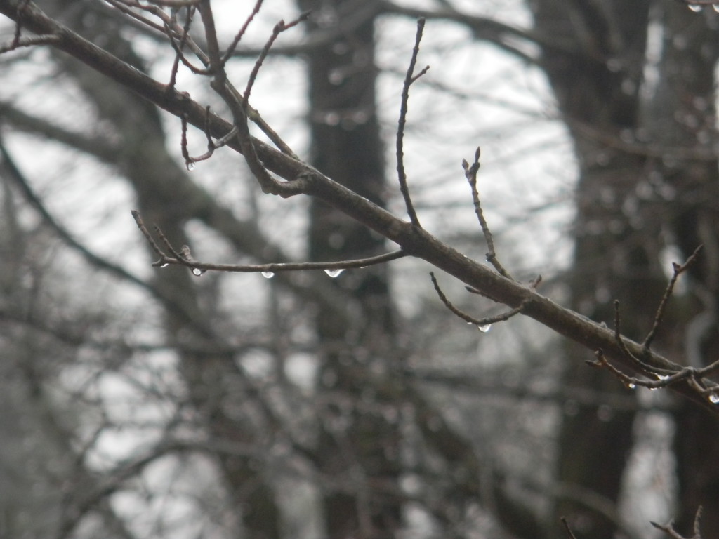 Raindrops on Tree Branch  by sfeldphotos