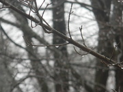 18th Feb 2021 - Raindrops on Tree Branch 