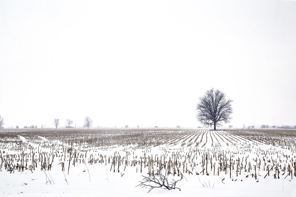 Corn Field in Winter  by pdulis