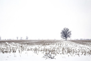 18th Feb 2021 - Corn Field in Winter 