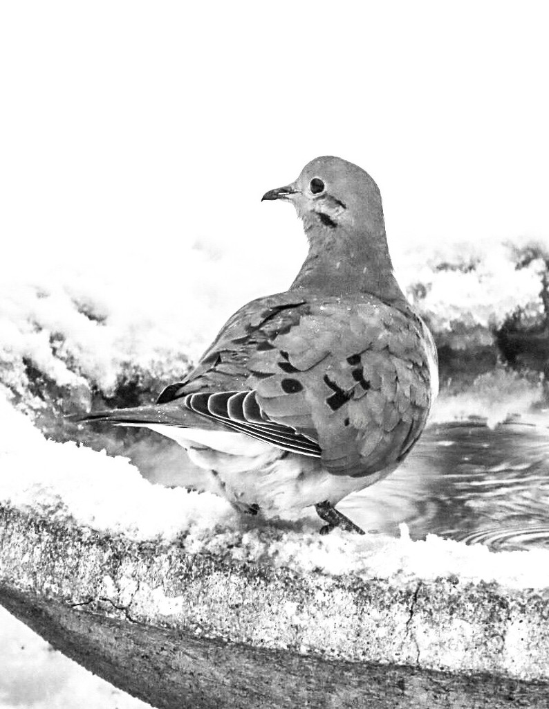 Portrait of a Mourning Dove by mzzhope