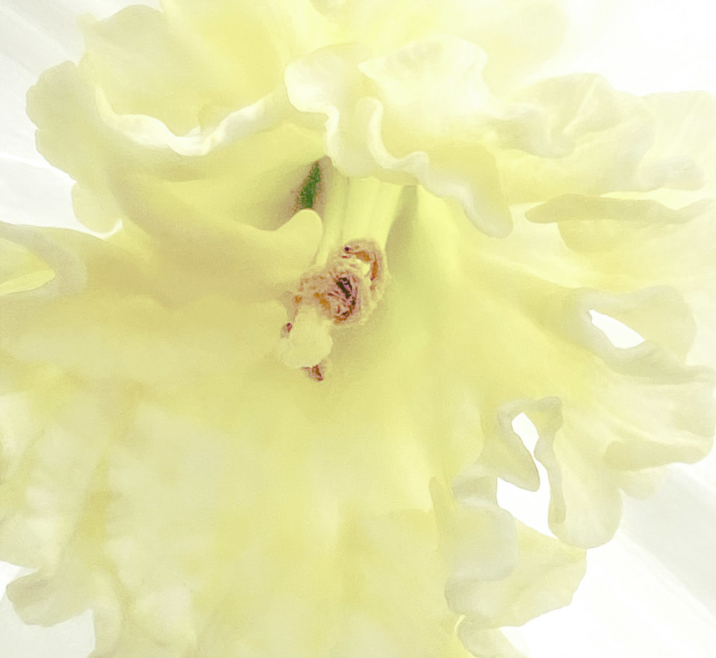 Daffodil  by joysfocus