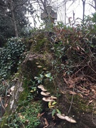 9th Feb 2021 - Mushrooms at the stump
