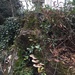 Mushrooms at the stump by margonaut