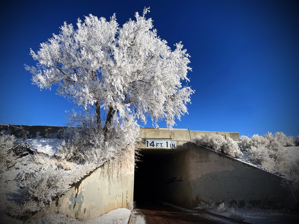 Tree tunnel by jeffjones