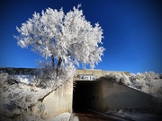 18th Feb 2021 - Tree tunnel
