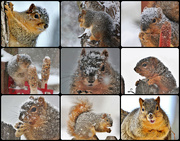 18th Feb 2021 - Snowy Squirrel Squares