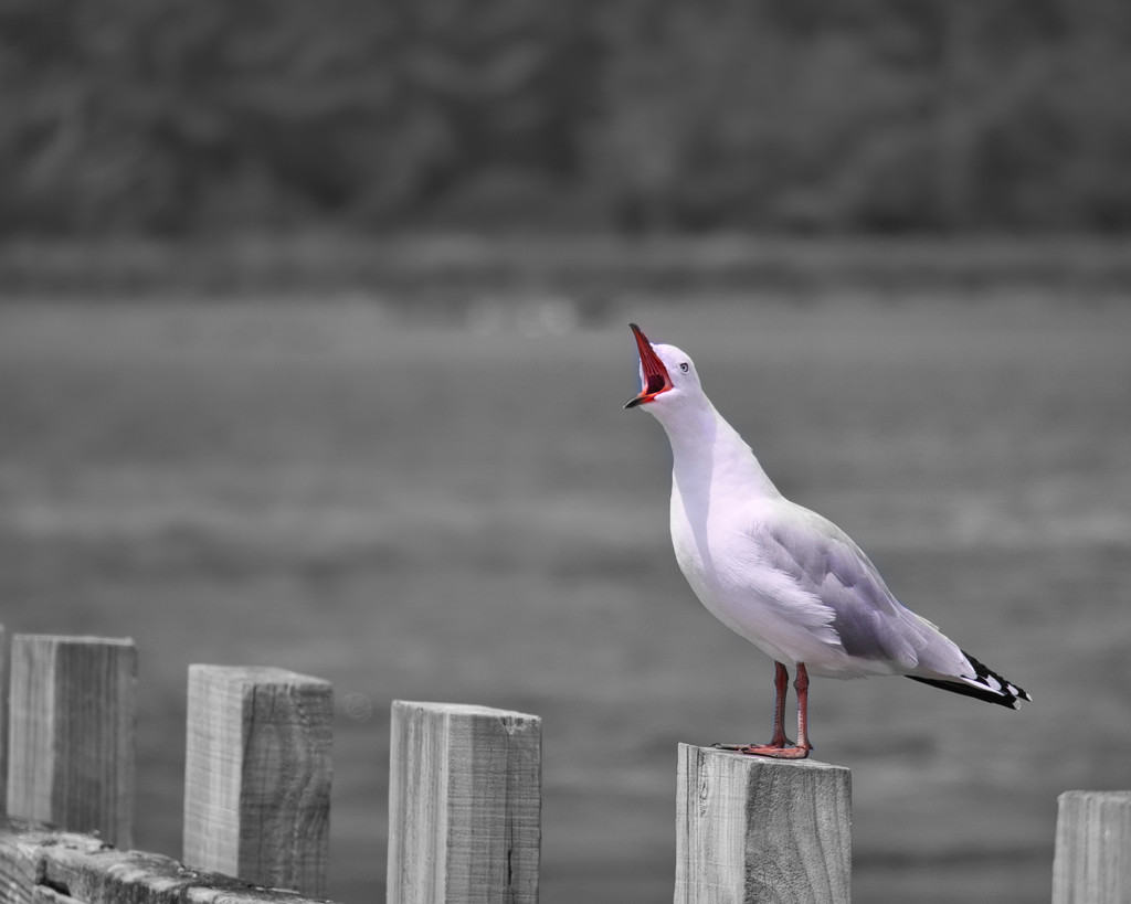 Single colour seagull by suez1e