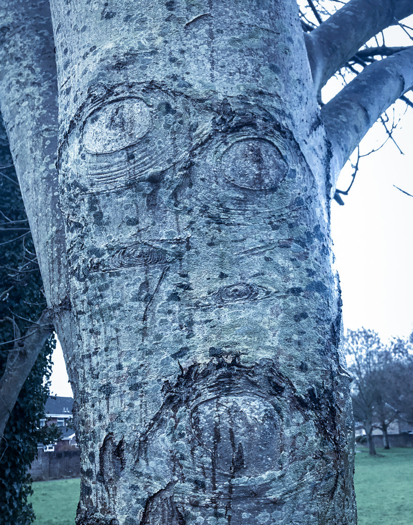 Tree face by cam365pix