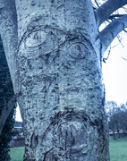 16th Feb 2021 - Tree face