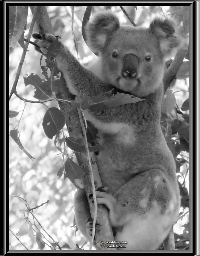 Bullet portrait by koalagardens