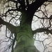 An old Beech tree. by grace55