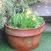 Daffodil minnow by arthurclark
