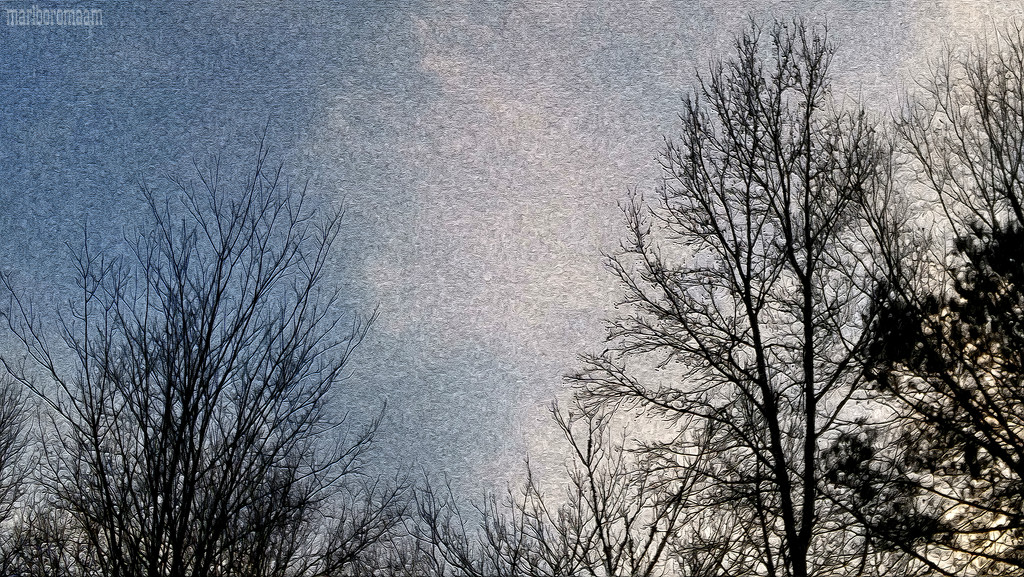 Bare trees and winter skies... by marlboromaam