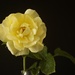 Fragrant Friesia Floribunda...DSC_4200 by merrelyn