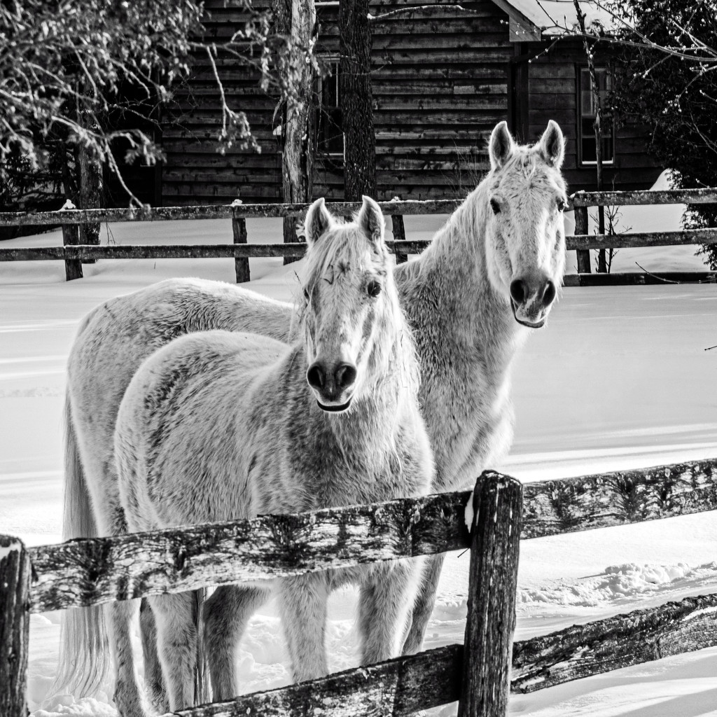 Best Friends in Black and White - Critique Please by farmreporter