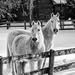Best Friends in Black and White - Critique Please by farmreporter