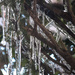 Icicles in my Yew bush by mittens
