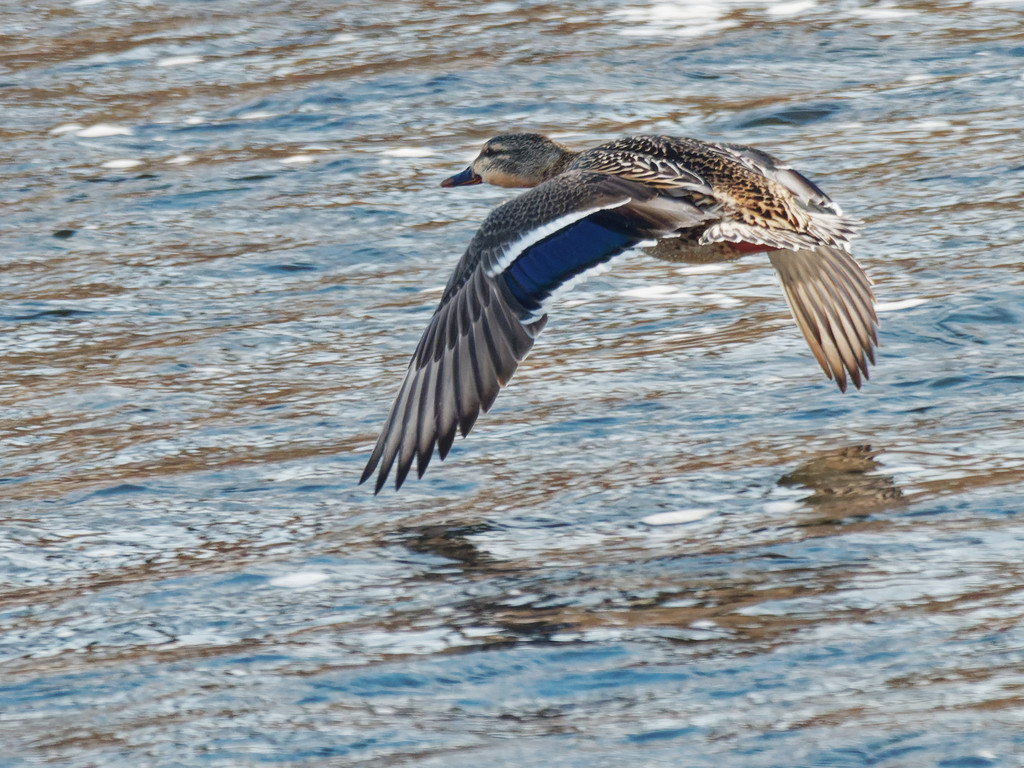 mallard in flight just over the river by rminer