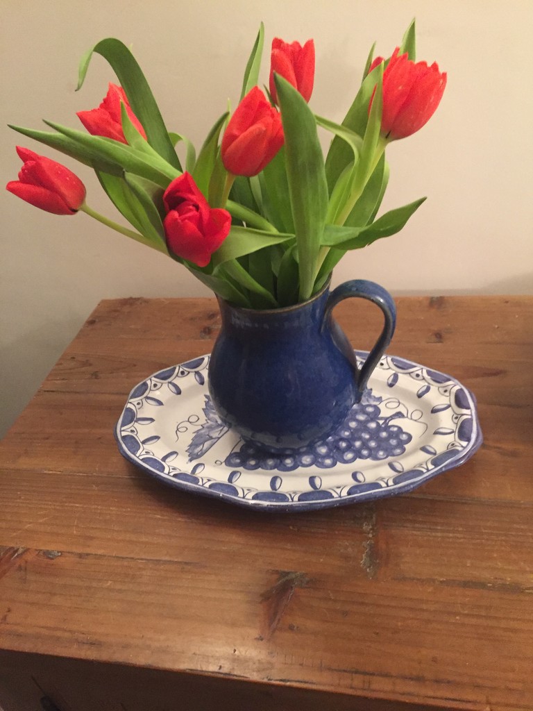 Tulips by snowy