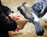 19th Feb 2021 - Don’t feed the pigeons....