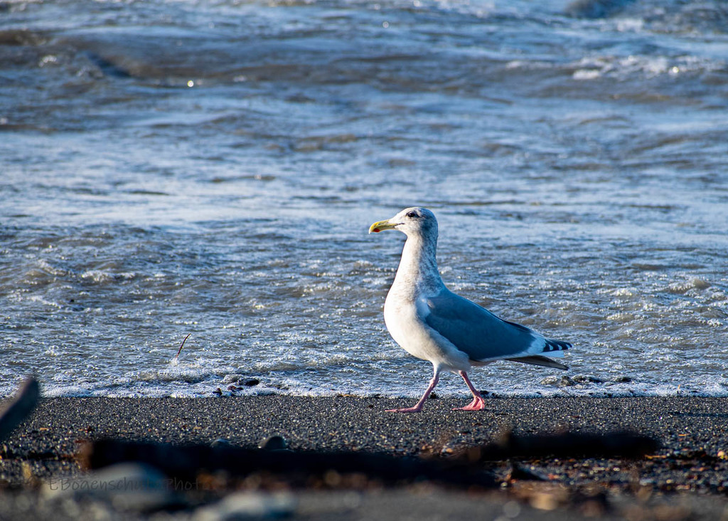 Seagull walking on beach Word of the Day: Walk by theredcamera