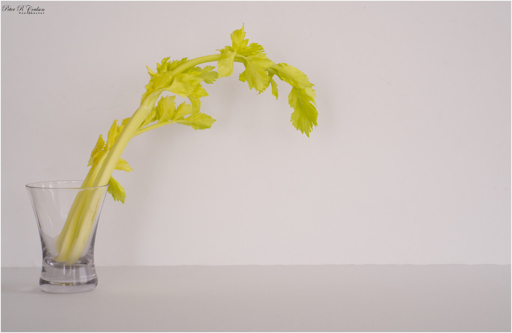 Celery Still life by pcoulson