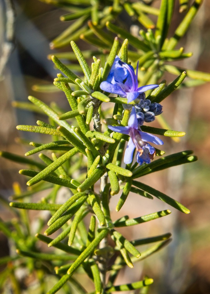 LHG_54415- Rosemary Blooms by rontu