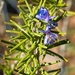 LHG_54415- Rosemary Blooms by rontu