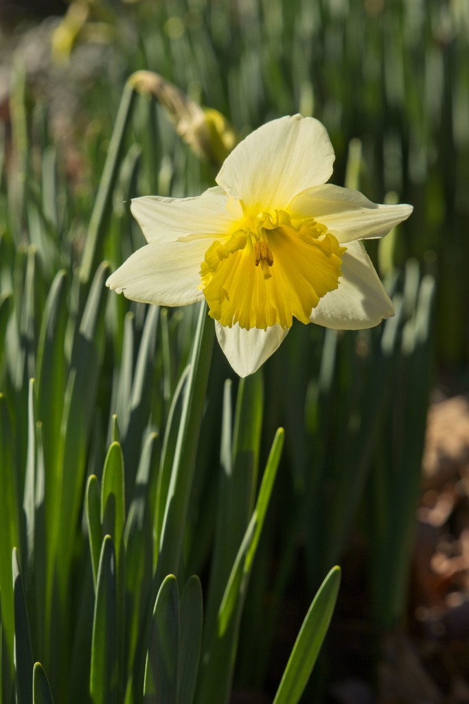 LHG_5419- First daffodil by rontu
