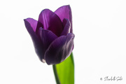 19th Feb 2021 - Purple tulip