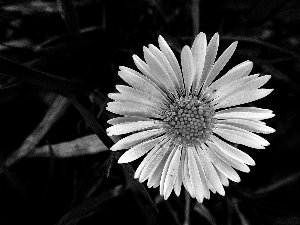 Daisy by etienne