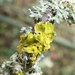 More lovely lichen by julienne1