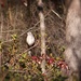 Mockingbird... by marlboromaam