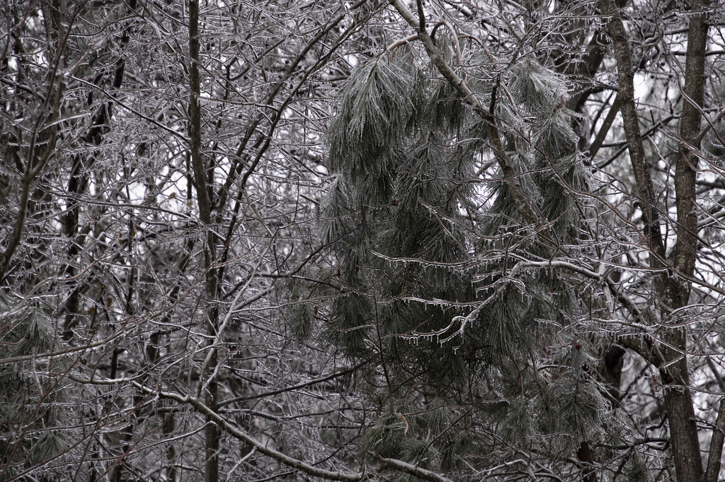 Ice Storm '21.2 - Frozen Canopy by timerskine