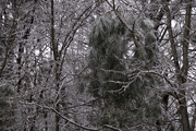 19th Feb 2021 - Ice Storm '21.2 - Frozen Canopy