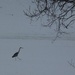 A Simple Winter Scene with a Walking Heron. by kclaire