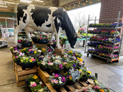 19th Feb 2021 - ~Cow in Flowers~