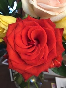 19th Feb 2021 - Rose petals 