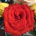 Rose petals  by kchuk