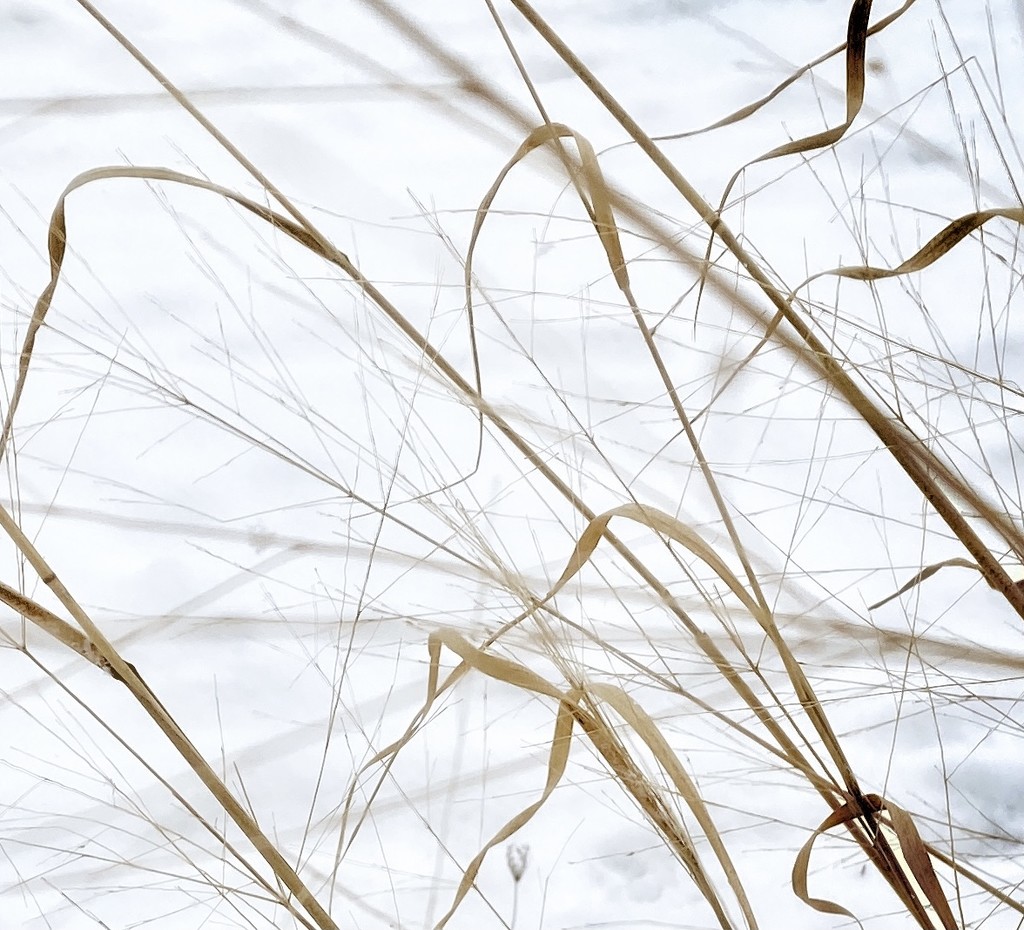 Winter Grasses by jakb