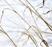 19th Feb 2021 - Winter Grasses