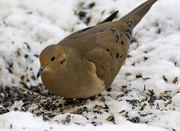 19th Feb 2021 - Mourning Dove