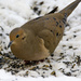 Mourning Dove by cwbill