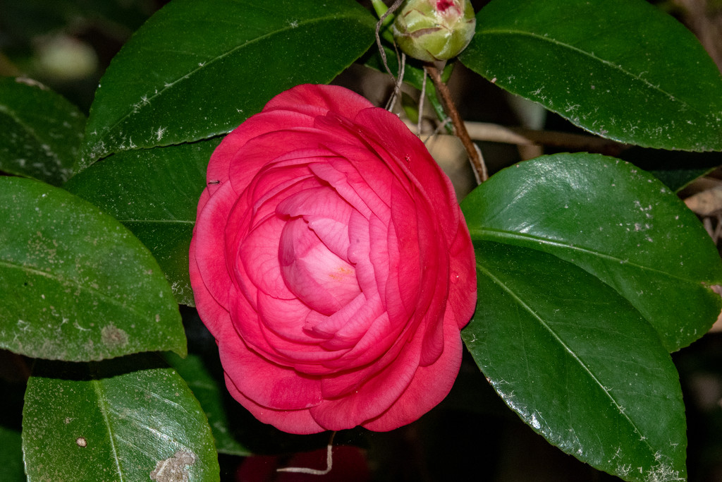 One More Camellia! by rickster549