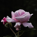 Misty pale pink rose by maureenpp