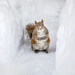 Icebox Squirrel by jyokota