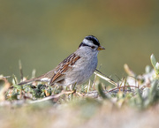 19th Feb 2021 - White-crowned Sparrow