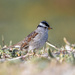 White-crowned Sparrow by nicoleweg