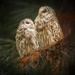 Pair of Owls  by shepherdmanswife